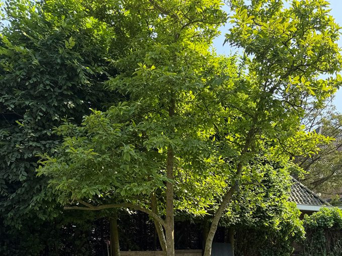 Meerstammige Magnolia 