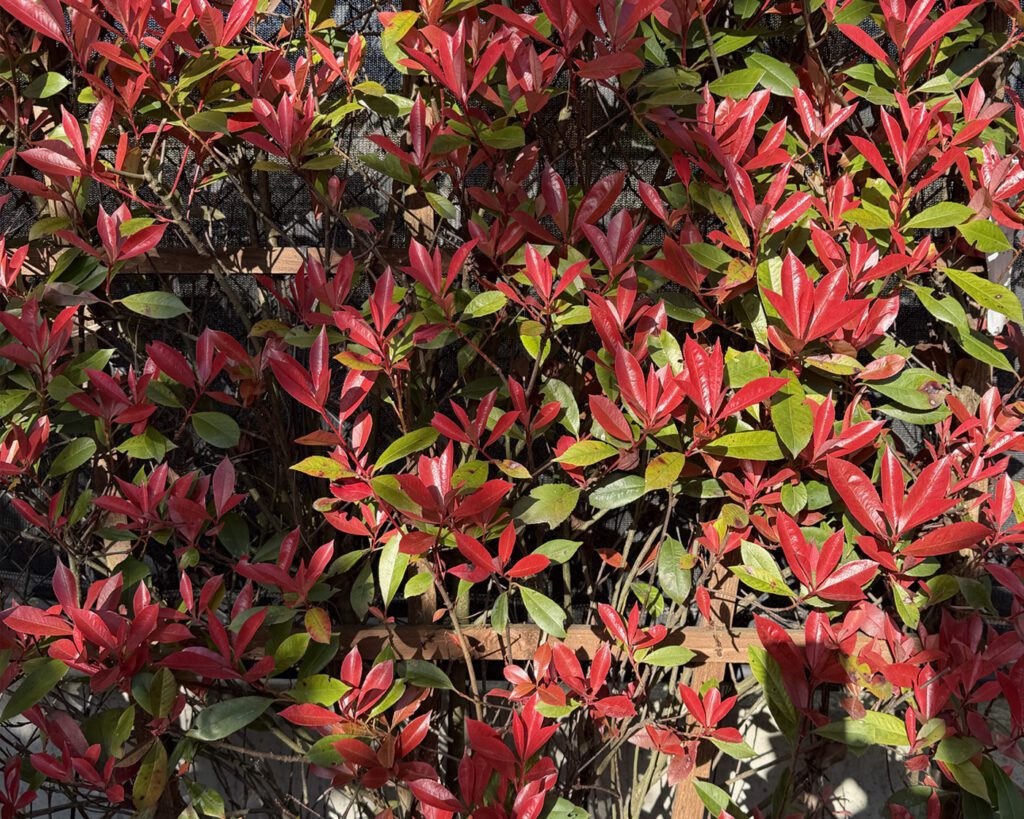 Photinia met rood blad in het voorjaar