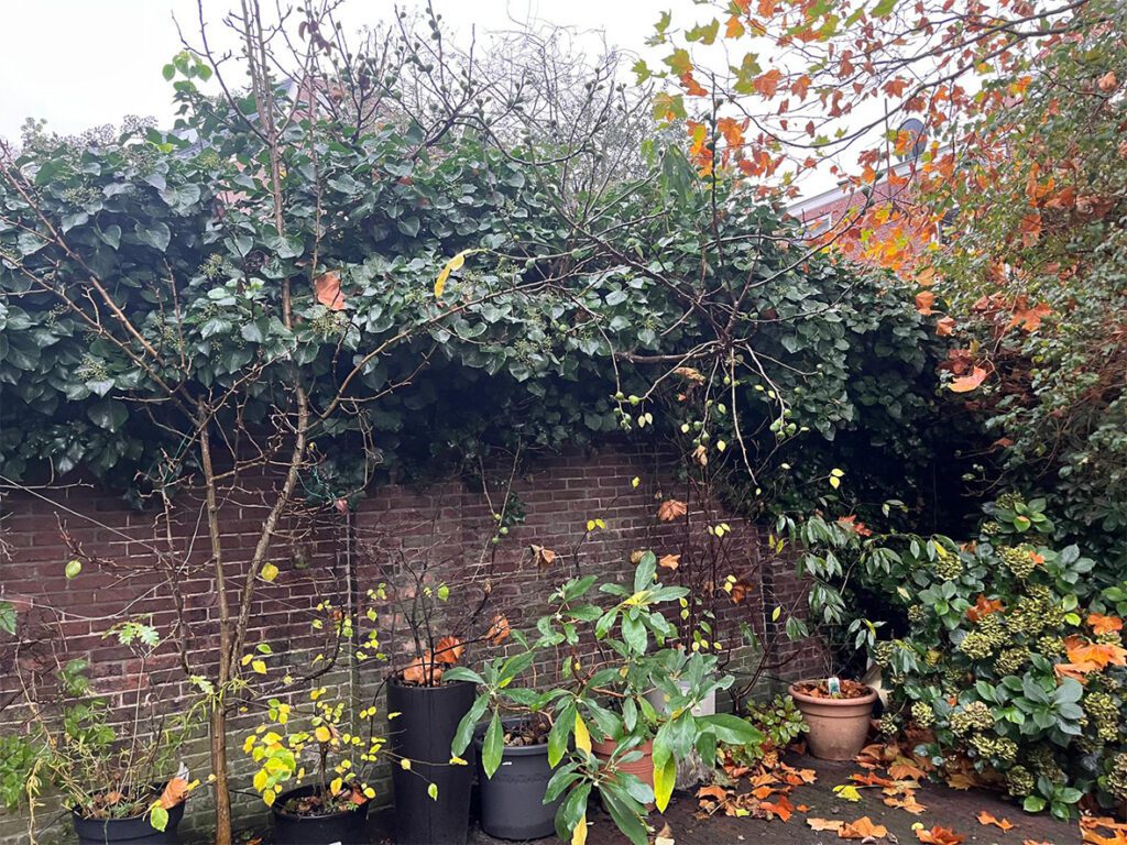 verwilderde stadstuin voor tuinaanleg