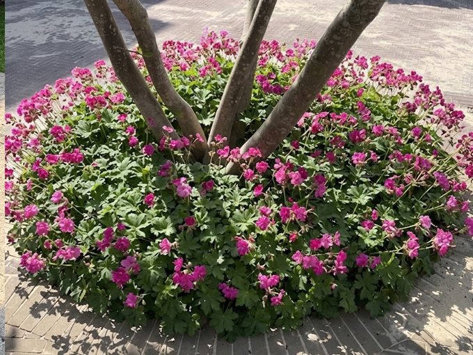 border om meerstammige magnolia